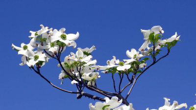 dogwood