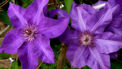 Jack-o-mani Clematis