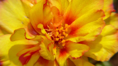 Portulaca