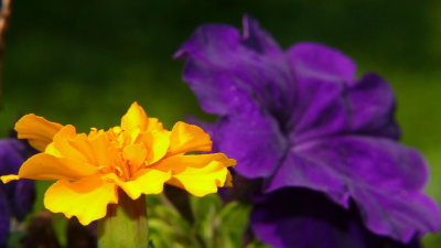 Marigold and Petunia