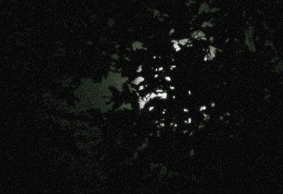 Moon through the leaves