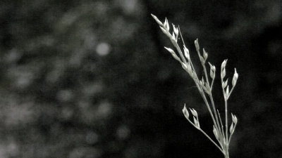 Grass blooms