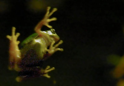 Surprised frog