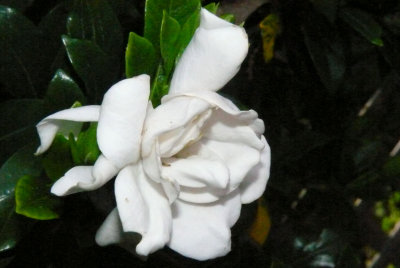 Gardenia