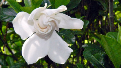 Gardenia