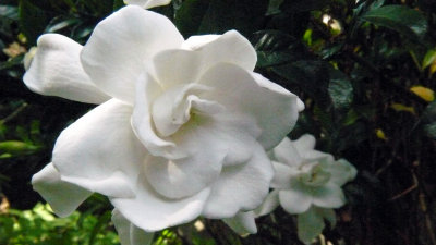 Gardenia