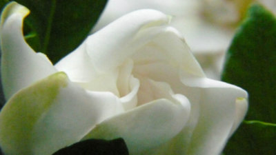 Gardenia