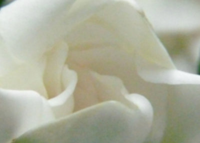 Gardenia