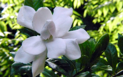 Gardenia