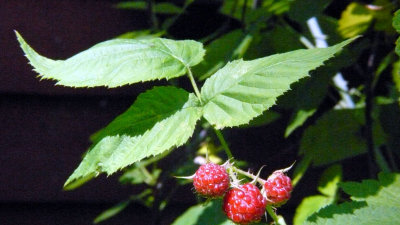 thorned berries (wild)