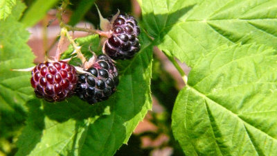 thorned berries (wild)