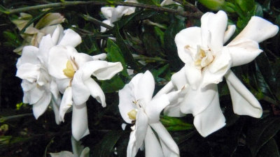 Gardenias