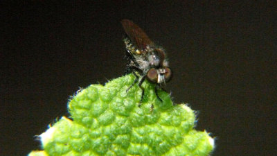 Fly on Pineapple Mint