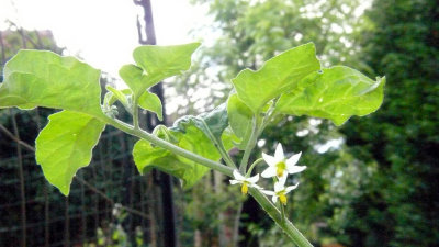 Tomato blooms?