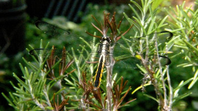 Transparent Dragonfly