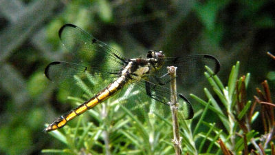 Transparent winged Dragonfly