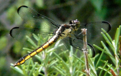 Transparent winged Dragonfly