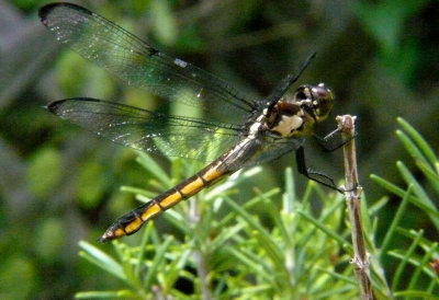 Transparent winged Dragonfly