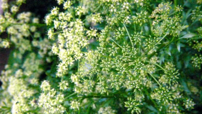 Parsley Blooms