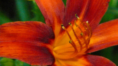 Day Lily