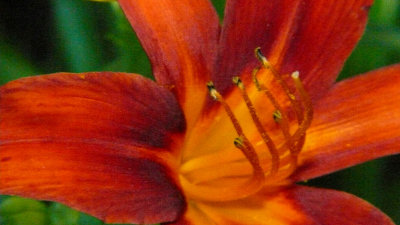 Day Lily