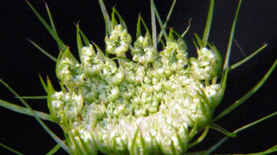 Queen Anne's Lace Bloom start