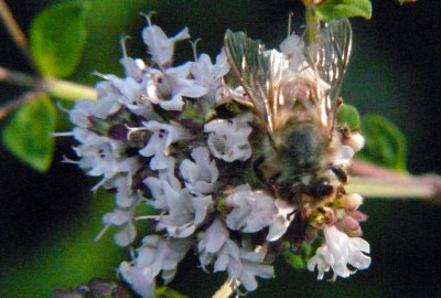 Oregano Bee