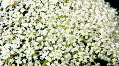 Queen Anne's Lace