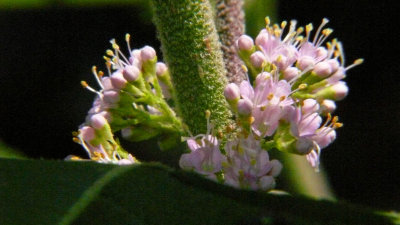 Beauty Berry Bush Blooms