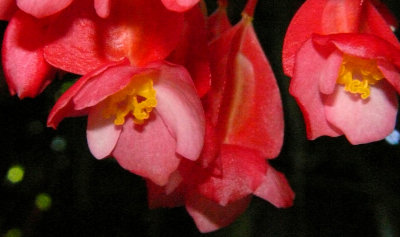 Begonia