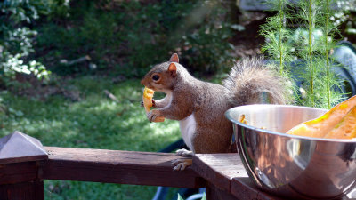 Squirrels love melon!