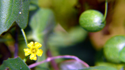 Vine that I think colonist at Jamestown ate