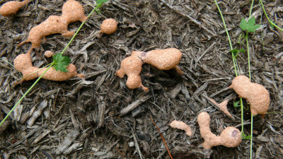 Fungus of Oak Past