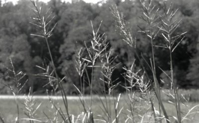 Grass on the Colonial Parkway