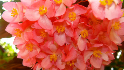 Begonia