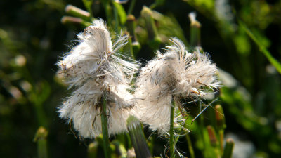 Wild Lettuce?