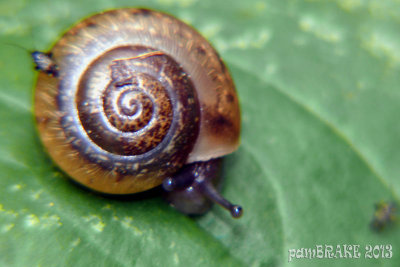 Snail on plantain
