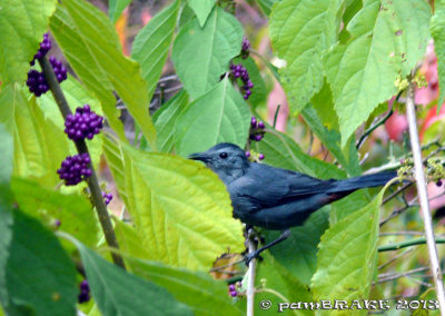 Black Bird sitting in the Beautyberry Bush