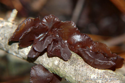 Wood Ears