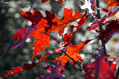 Young Oak Tree