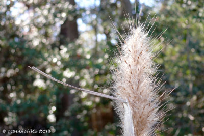 Grass Bloom