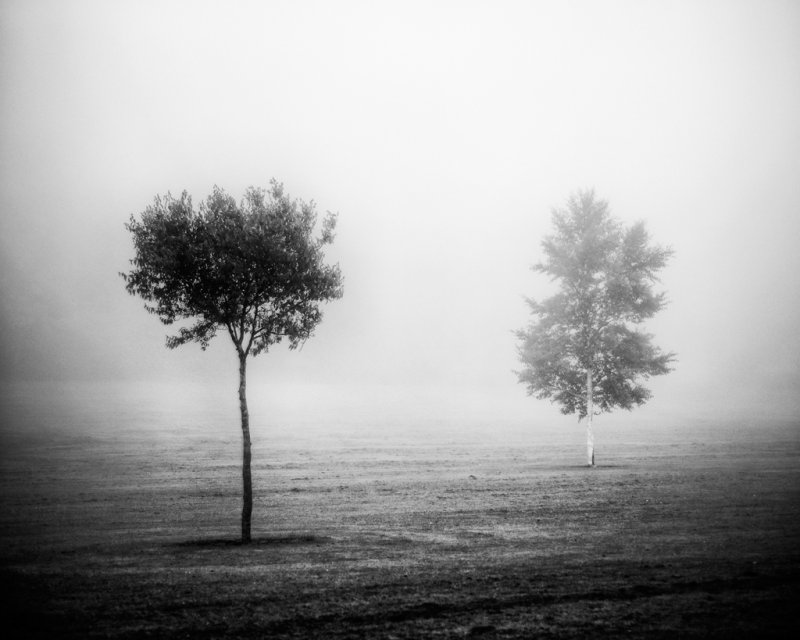 The Fog Came Down.