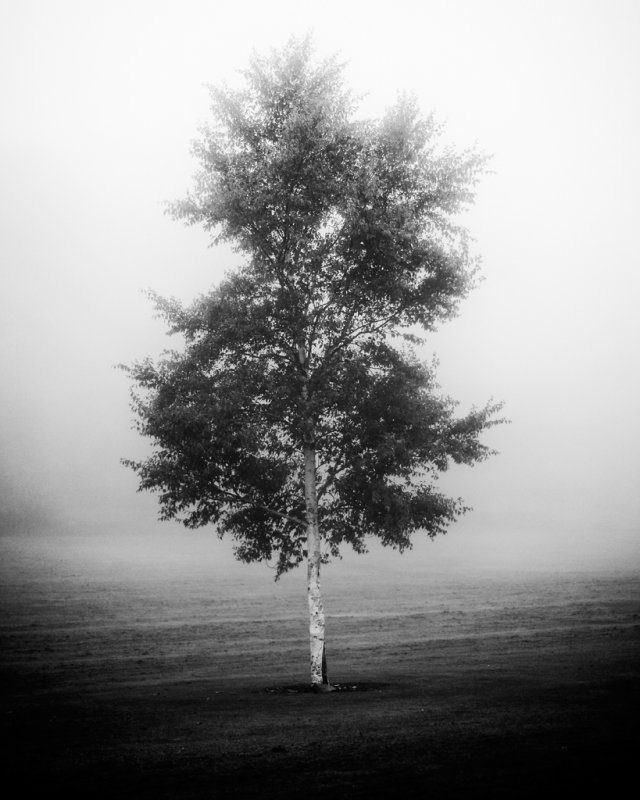 The Fog Came Down.