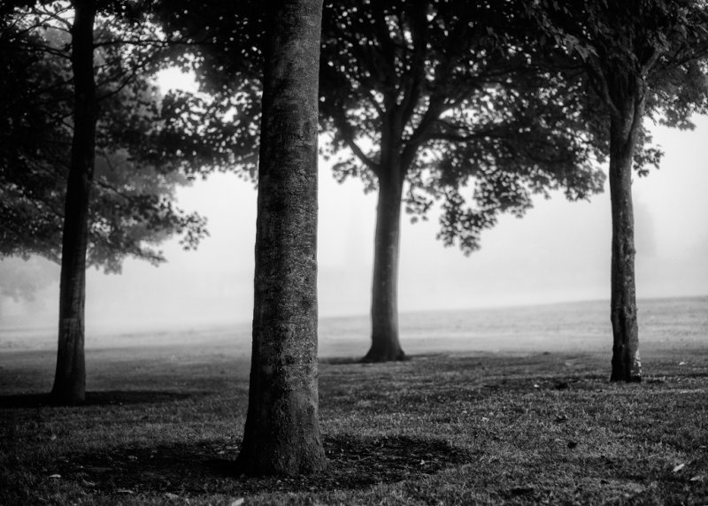 The Fog Came Down.