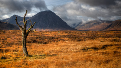 Dead Tree Rannoch Moor.