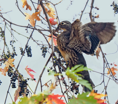 P1010557 copy.jpg