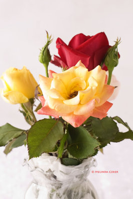 IMG_9975 roses2.jpg