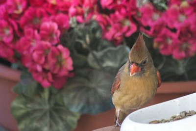 IMG_2747 Mama Cardinal2 750x500 copy.jpg