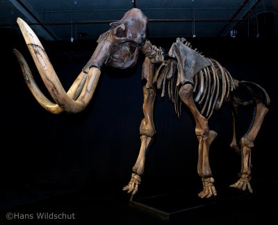 Giants of the Ice Age in Amsterdam Expo