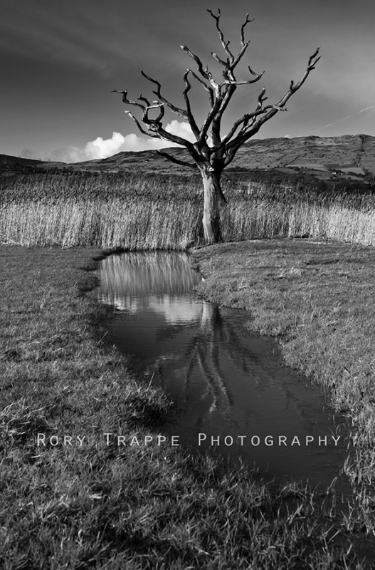 dead tree